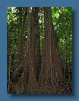 Niuean trees